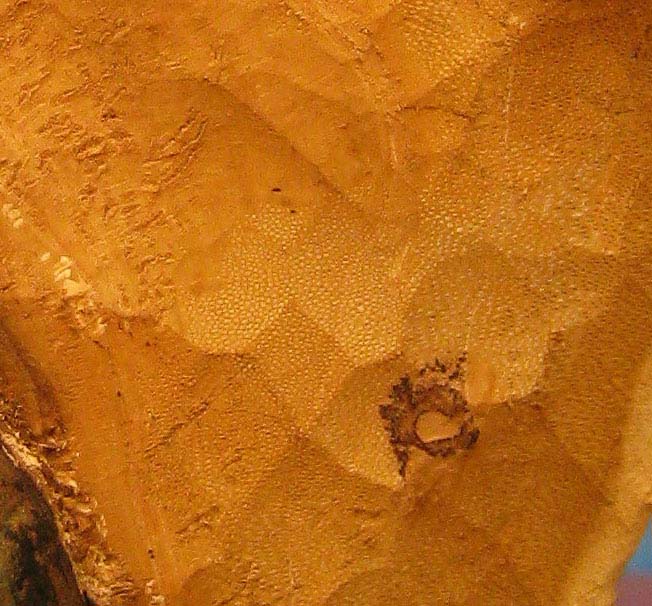 gm09.jpg (80859 bytes)